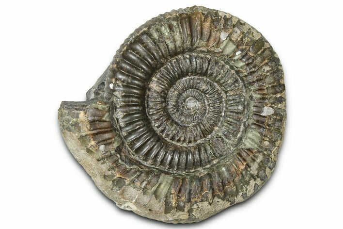 Jurassic Ammonite (Dactylioceras) Fossil - England #362472